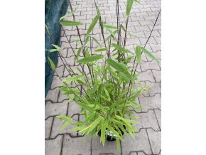 Fargesia nitida 'Volcano' - bambus fargésie