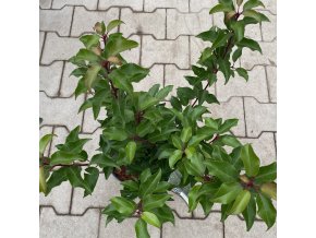 Prunus lusitanica 'Brenelia' - bobkovišeň portugalská