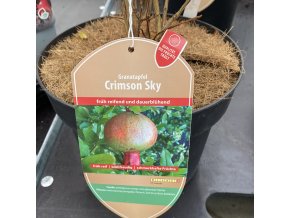 Punica granatum 'Crimson Sky' - granátové jablko