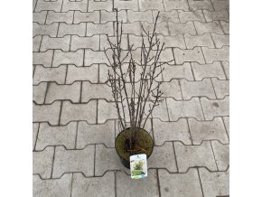 Rhamnus frangula 'Ron Williams' - krušina olšová