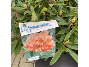 Rhododendron 'Tortoiseshell Orange' - pěnišník