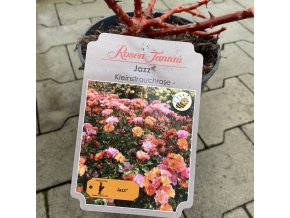 Rosa 'Jazz'® - růže mnohokvětá