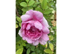 Rosa roxburgii 'Plena' - růže Roxburghova