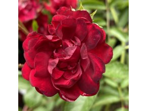 Rosa multiflora 'František Valášek' - růže mnohokvětá