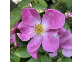 Rosa 'Nearly Wild' - růže mnohokvětá