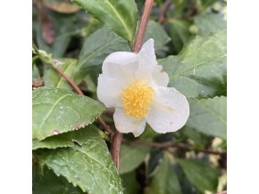Camellia sinensis 'Kolkhida' - kamélie Gruzínský zelený čaj