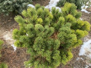 Pinus nigra 'Buda' bal - borovice černá