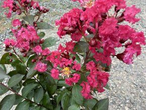 Lagerstroemia 'Double Dynamite' - pukol