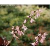 Abeliophyllum distichum 'Roseum' - abéliovník dvouřadý