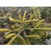 Abies alba 'Aurea' - jedle bělokorá