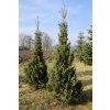 Abies alba 'Pyramidalis' - jedle bělokorá