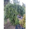 Abies alba 'Green Spiral' - jedle bělokorá
