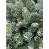 Abies balsamea 'Bear Swan' - jedle balsámova