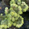 Abies balsamea 'HB 3' - jedle balsámova