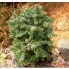 Abies balsamea 'Piccolo' - jedle balsámová