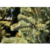 Abies balsamea 'Tylers Blue' - jedle balsámova