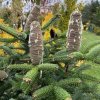 Abies cephalonica 'Meyers Dwarf' - jedle řecká