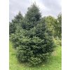 Abies cephalonica 'Meyers Dwarf' - jedle řecká