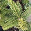 Abies cephalonica 'Barabits Gold' - jedle řecká