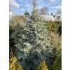 Abies concolor 'Archers Dwarf' 'Hexe' - jedle ojíněná