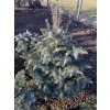 Abies concolor 'Archers Dwarf' 'Hexe' - jedle ojíněná