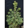 Abies concolor 'Eagle Point' - jedle ojíněná