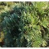 Abies concolor 'Klášterec nad Ohří' WB - jedle ojíněná