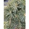 Abies concolor 'Minima' kmínek - jedle ojíněná
