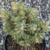 Abies concolor 'Pigelmee' - jedle ojíněná