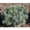 Abies concolor 'Pigelmee' - jedle ojíněná