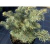 Abies concolor 'Děčín WB' - jedle ojíněná