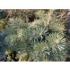 Abies concolor 'Klešice' - jedle ojíněná