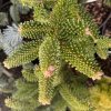 Abies delawayi 'Nana' - jedle Delawayova