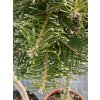 Abies grandis 'Jiskra' - jedle obrovská