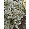 Abies koreana 'Bonansa' kmínek bal - jedle korejská