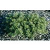 Abies koreana 'Dark Hill' - jedle korejská