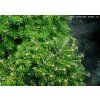 Abies koreana 'Doni Taiuso' - jedle korejská