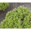 Abies koreana 'Nadel Kissen' - jedle korejská