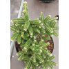 Abies koreana 'Oberon' - jedle korejská