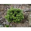 Abies koreana 'Silber Pearl' - jedle korejská