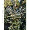 Abies koreana 'Silberlocke' - jedle korejská
