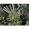 Abies koreana 'Silberlocke' - jedle korejská