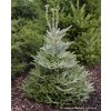 Abies koreana 'Silberlocke' - jedle korejská