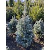 Abies lasiocarpa 'Compacta' - jedle plstnatoplodá