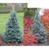 Abies lasiocarpa 'Compacta' - jedle plstnatoplodá