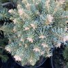 Abies lasiocarpa 'Alpin Beauty' - jedle plstnatoplodá
