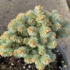Abies lasiocarpa 'Cvikov' - jedle plstnatoplodá