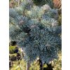 Abies lasiocarpa 'Cvikov' - jedle plstnatoplodá