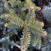 Abies magnifica 'Aurea' - jedle nádherná