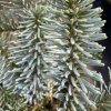 Abies magnifica 'Glauca' - jedle nádherná